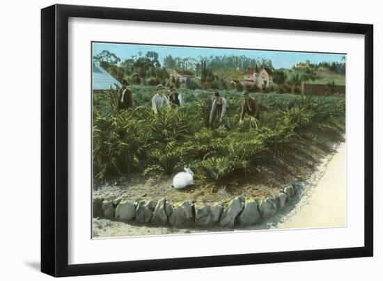 Men In Artichoke Field with Rabbit-null-Framed Art Print