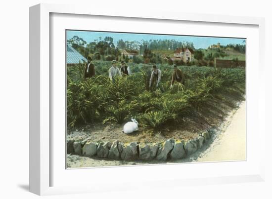 Men In Artichoke Field with Rabbit-null-Framed Art Print