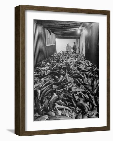 Men Packing a Ship with Freshly Caught Cod Fish-Ralph Morse-Framed Photographic Print