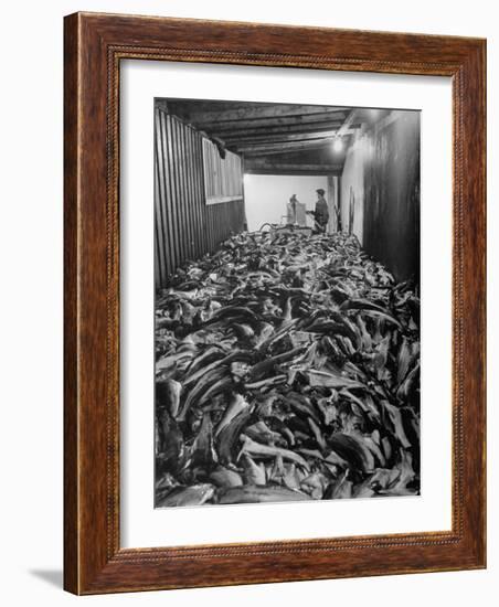 Men Packing a Ship with Freshly Caught Cod Fish-Ralph Morse-Framed Photographic Print