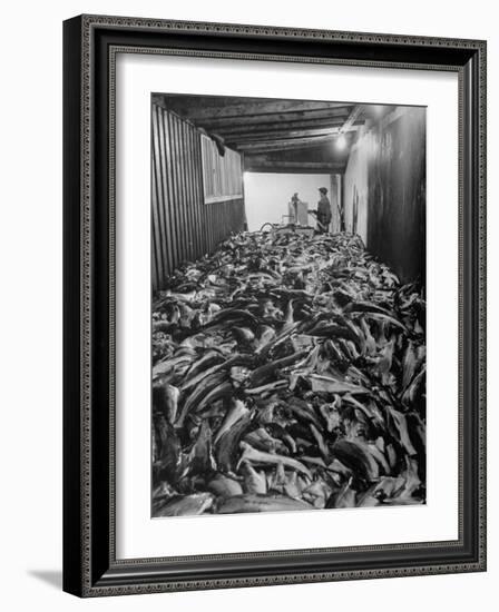 Men Packing a Ship with Freshly Caught Cod Fish-Ralph Morse-Framed Photographic Print