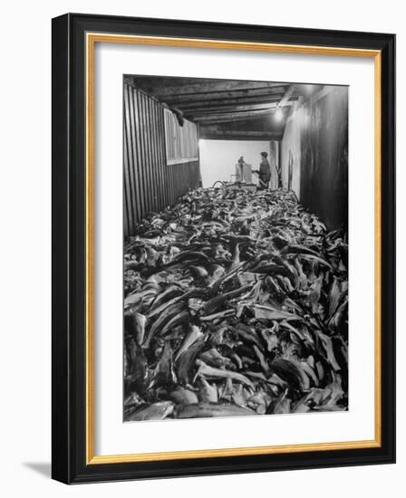 Men Packing a Ship with Freshly Caught Cod Fish-Ralph Morse-Framed Photographic Print