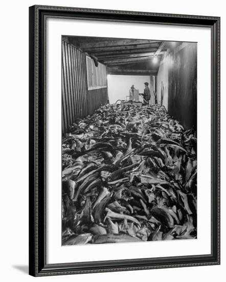 Men Packing a Ship with Freshly Caught Cod Fish-Ralph Morse-Framed Photographic Print