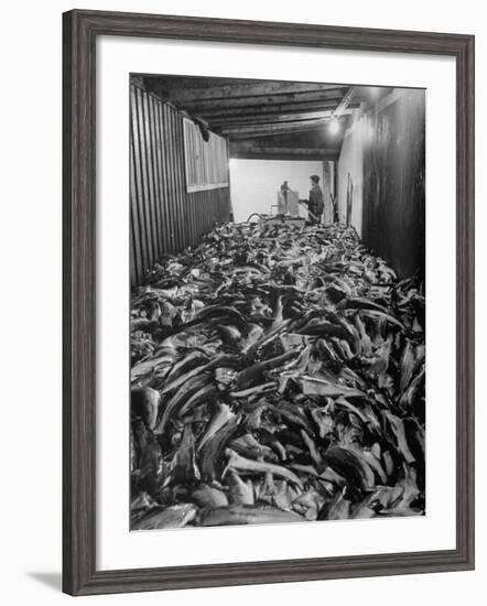 Men Packing a Ship with Freshly Caught Cod Fish-Ralph Morse-Framed Photographic Print