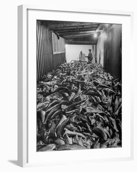 Men Packing a Ship with Freshly Caught Cod Fish-Ralph Morse-Framed Photographic Print