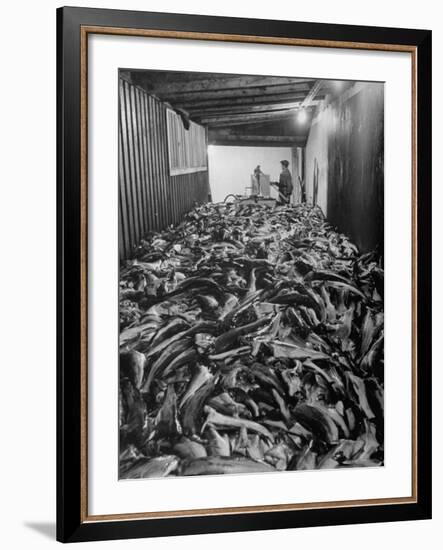 Men Packing a Ship with Freshly Caught Cod Fish-Ralph Morse-Framed Photographic Print