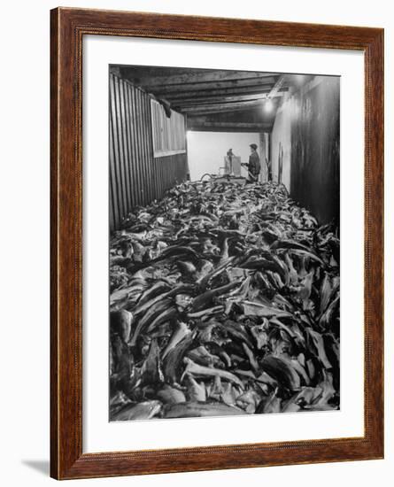 Men Packing a Ship with Freshly Caught Cod Fish-Ralph Morse-Framed Photographic Print