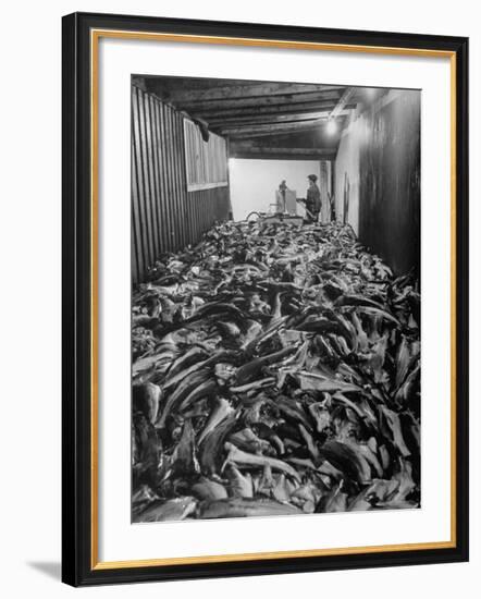 Men Packing a Ship with Freshly Caught Cod Fish-Ralph Morse-Framed Photographic Print