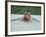 Men's Pairs Rowing Team in Action, USA-null-Framed Photographic Print