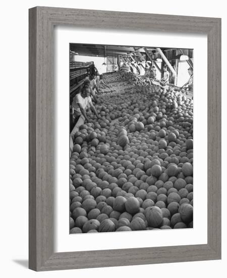 Men Sorting Cantaloupes before Packing into Crates-Loomis Dean-Framed Photographic Print