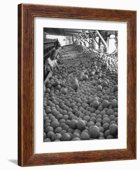 Men Sorting Cantaloupes before Packing into Crates-Loomis Dean-Framed Photographic Print