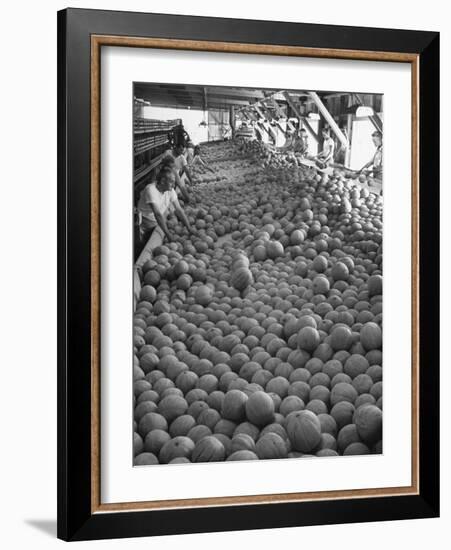 Men Sorting Cantaloupes before Packing into Crates-Loomis Dean-Framed Photographic Print