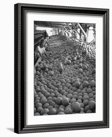 Men Sorting Cantaloupes before Packing into Crates-Loomis Dean-Framed Photographic Print