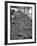 Men Sorting Cantaloupes before Packing into Crates-Loomis Dean-Framed Photographic Print