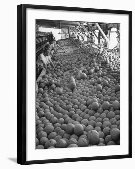 Men Sorting Cantaloupes before Packing into Crates-Loomis Dean-Framed Photographic Print