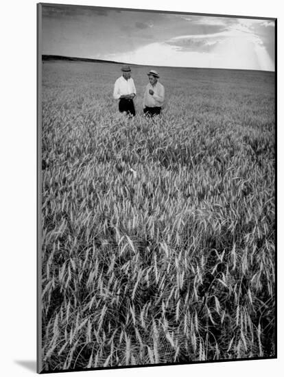Men Standing in Wheat Field-Hansel Mieth-Mounted Photographic Print