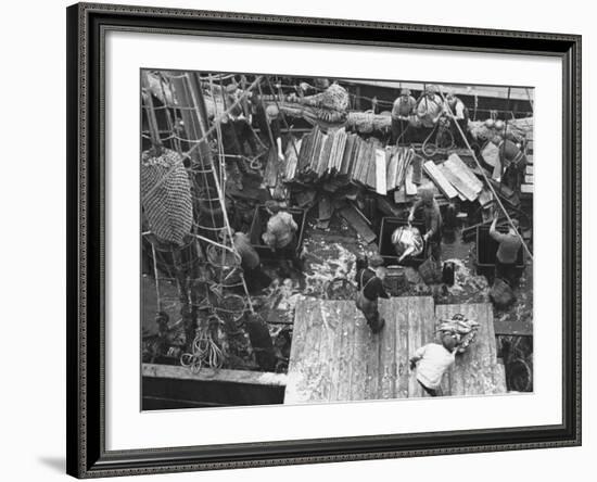 Men Unloading the Grimsby Trawler at Number Four Fish Dock-William Vandivert-Framed Premium Photographic Print