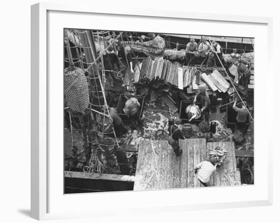 Men Unloading the Grimsby Trawler at Number Four Fish Dock-William Vandivert-Framed Premium Photographic Print