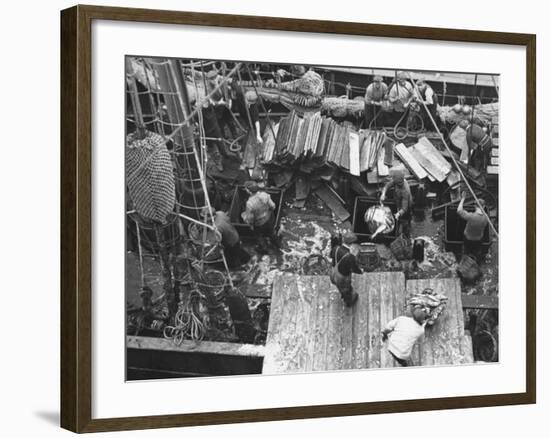 Men Unloading the Grimsby Trawler at Number Four Fish Dock-William Vandivert-Framed Premium Photographic Print