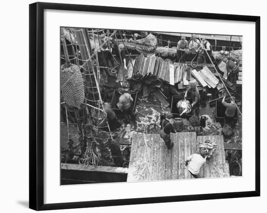 Men Unloading the Grimsby Trawler at Number Four Fish Dock-William Vandivert-Framed Premium Photographic Print