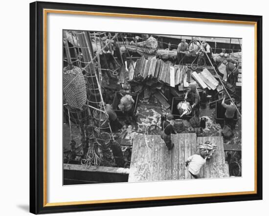 Men Unloading the Grimsby Trawler at Number Four Fish Dock-William Vandivert-Framed Premium Photographic Print