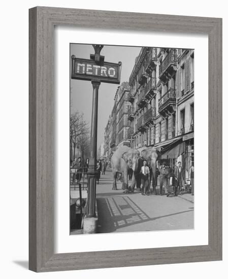 Men Walking the Tamed Elephants Down the Sidewalk-Yale Joel-Framed Photographic Print