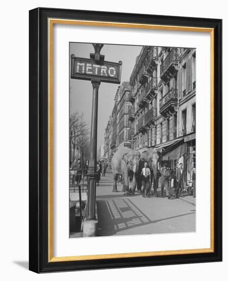 Men Walking the Tamed Elephants Down the Sidewalk-Yale Joel-Framed Photographic Print