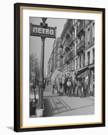 Men Walking the Tamed Elephants Down the Sidewalk-Yale Joel-Framed Photographic Print