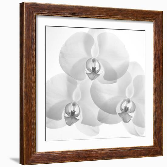 Menage De Orchard, 2009-Hiroyuki Arakawa-Framed Photographic Print