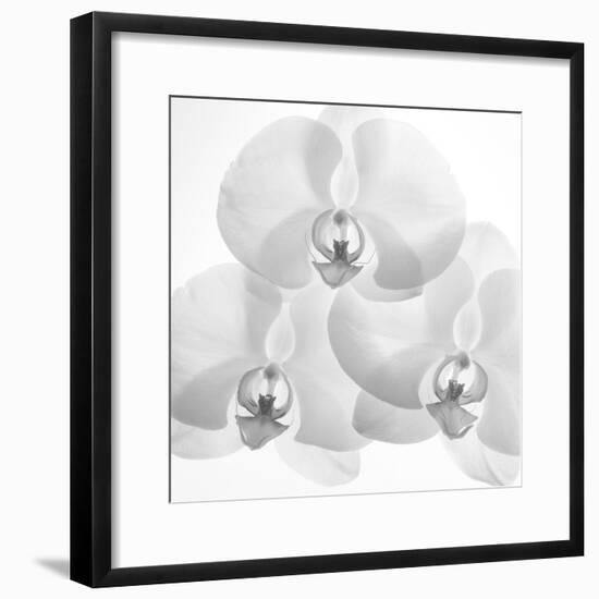 Menage De Orchard, 2009-Hiroyuki Arakawa-Framed Photographic Print