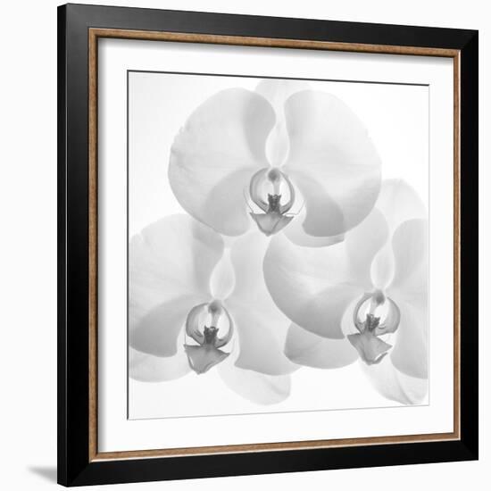 Menage De Orchard, 2009-Hiroyuki Arakawa-Framed Photographic Print