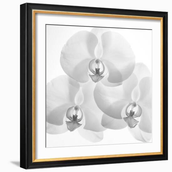 Menage De Orchard, 2009-Hiroyuki Arakawa-Framed Photographic Print