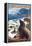 Mendocino, California - Sea Lions-Lantern Press-Framed Stretched Canvas