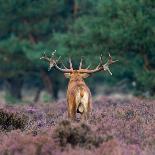 Red Deer Burls during Mating Season-Menno Schaefer-Photographic Print