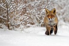 Red Fox Walks through the Snow-Menno Schaefer-Premier Image Canvas