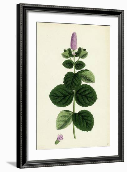 Mentha Alopecuroides Broad-Leaved Horse-Mint-null-Framed Giclee Print