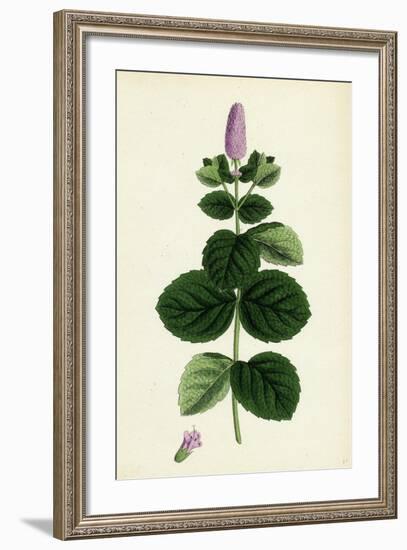 Mentha Alopecuroides Broad-Leaved Horse-Mint-null-Framed Giclee Print