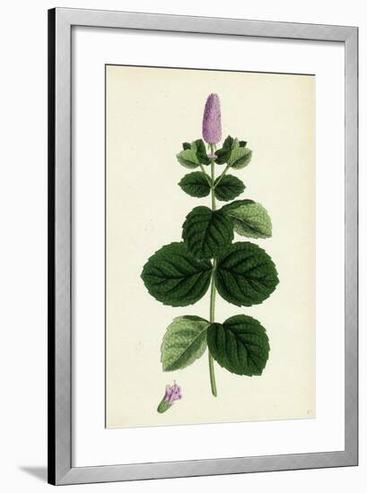 Mentha Alopecuroides Broad-Leaved Horse-Mint-null-Framed Giclee Print