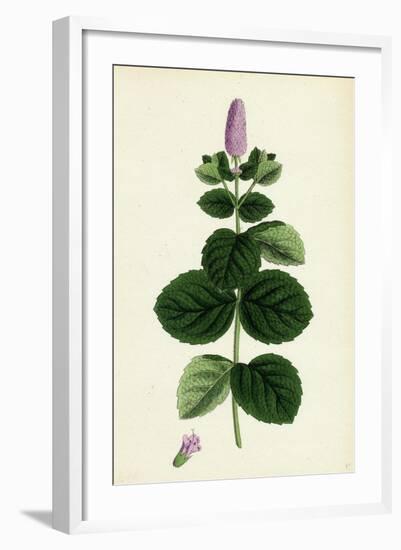 Mentha Alopecuroides Broad-Leaved Horse-Mint-null-Framed Giclee Print