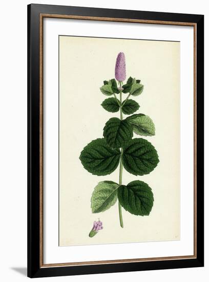 Mentha Alopecuroides Broad-Leaved Horse-Mint-null-Framed Giclee Print