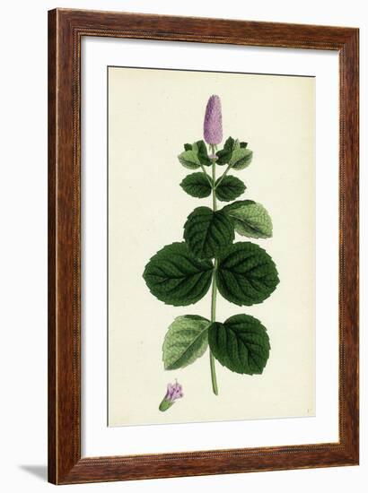 Mentha Alopecuroides Broad-Leaved Horse-Mint-null-Framed Giclee Print