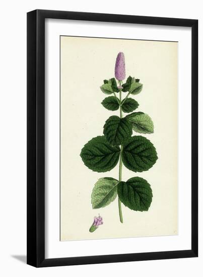 Mentha Alopecuroides Broad-Leaved Horse-Mint-null-Framed Giclee Print