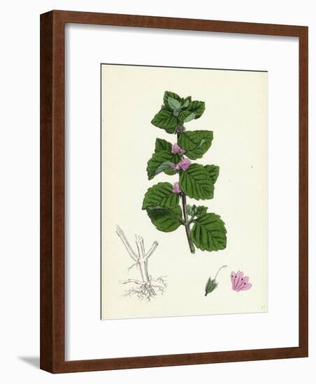 Mentha Arvensis Var. Agrestis Corn Mint Var. Y-null-Framed Giclee Print