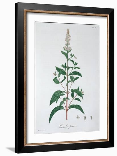 Mentha Piperita (Peppermint), 1821-LFJ Hoquart-Framed Giclee Print