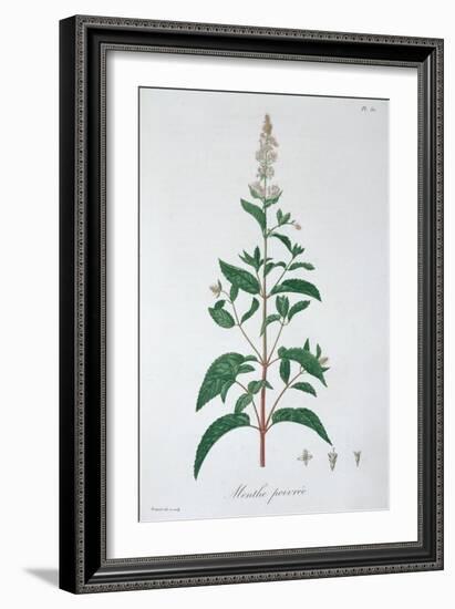 Mentha Piperita (Peppermint), 1821-LFJ Hoquart-Framed Giclee Print