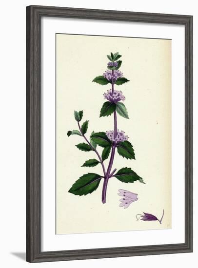 Mentha Rubra Tall Red Mint-null-Framed Giclee Print