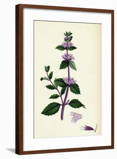 Mentha Rubra Tall Red Mint-null-Framed Giclee Print