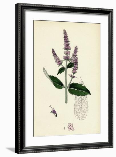 Mentha Sylvestris Common Horse-Mint-null-Framed Giclee Print