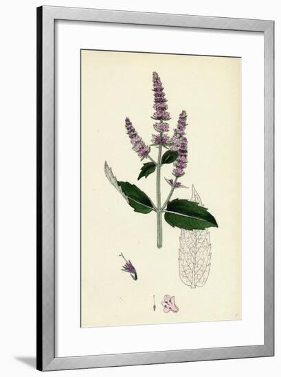 Mentha Sylvestris Common Horse-Mint-null-Framed Giclee Print