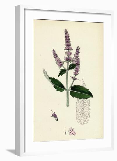 Mentha Sylvestris Common Horse-Mint-null-Framed Giclee Print